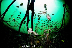 Water lilies garden by Jovin Lim 